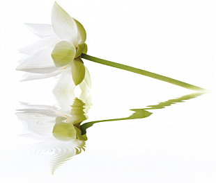 City White Lilies Панно 40x50 (2пл)