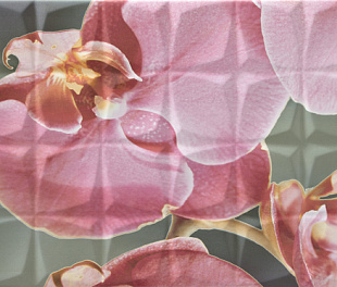 Dec. Orchid B Rosa RSA Декор 31,6x59,34