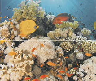 Dec Corals Panno (панно из 2-х шт) 50х45